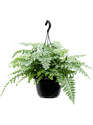 Delicate Birds Nest Fern Asplenium dimorphum 'Parvati' Indoor House Plants