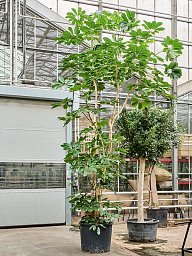 Cheerful Umbrella Tree Schefflera actinophylla 'Amate' Indoor House Plants