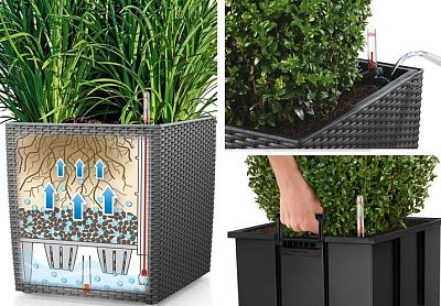 Monstera Deliciosa in LECHUZA CUBE Cottage Self-watering Planter, Total Height 160 cm