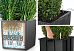 Monstera Deliciosa in LECHUZA CUBE Cottage Self-watering Planter, Total Height 160 cm