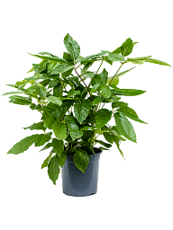 Cheerful Umbrella Tree Schefflera actinophylla 'Amate' Indoor House Plants