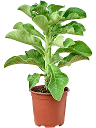 Monadenium arborescens