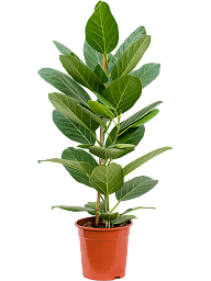 Lush Banyan Fig Ficus benghalensis 'Audrey' Indoor House Plants