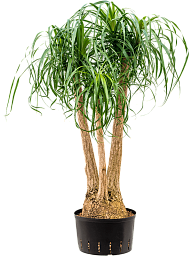 Tropical Ponytail Palm Beaucarnea recurvata Tall Indoor House Plants Trees