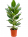 Lush Banyan Fig Ficus benghalensis 'Audrey' Indoor House Plants