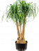 Tropical Ponytail Palm Beaucarnea recurvata Tall Indoor House Plants Trees