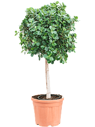 Lush Weeping Fig Ficus panda Tall Indoor House Plants Trees