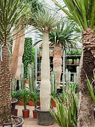 Showy Madagascar palm Pachypodium lamerei Tall Indoor House Plants Trees