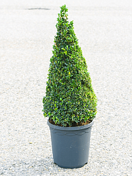 Photogenic Boxwood Buxus sempervirens