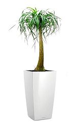 Nolina in LECHUZA CUBICO Self-watering Planter, Total Height 120 cm