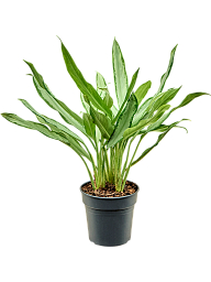 Aglaonema 'White Lance'