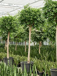 Lush Weeping Fig Ficus microcarpa ‘Nitida’ Tall Indoor House Plants Trees
