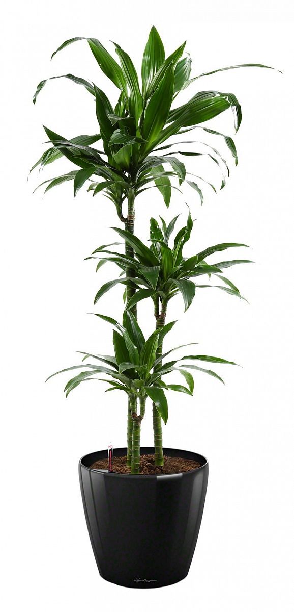 Dracaena Fragrans Janet Greig in LECHUZA CLASSICO LS Self-watering Planter, Total Height 130 cm
