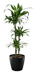 Dracaena Fragrans Janet Greig in LECHUZA CLASSICO LS Self-watering Planter, Total Height 130 cm