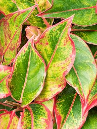 Shade-loving Chinese Evergreen Aglaonema Crete Indoor House Plants