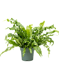 Vibrant Crocodile Fern Microsorum crocodyllus Indoor House Plants