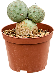 Tephrocactus geometricus