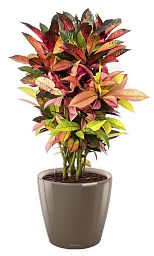 Codiaeum Mix in LECHUZA CLASSICO LS Self-watering Planter, Total Height 75 cm