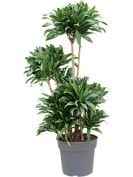 Easy-Care Corn Plant Dracaena fragrans 'Compacta' Indoor House Plants