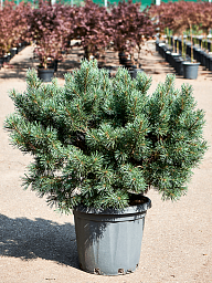 Showy Scots Pine Pinus sylvestris 'Watereri Nana' Outdoor Plants