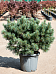 Showy Scots Pine Pinus sylvestris 'Watereri Nana' (140-150) Outdoor Plants