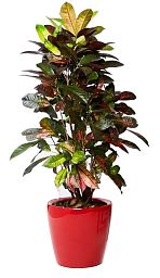Codiaeum Petra in LECHUZA CLASSICO LS Self-watering Planter, Total Height 120 cm