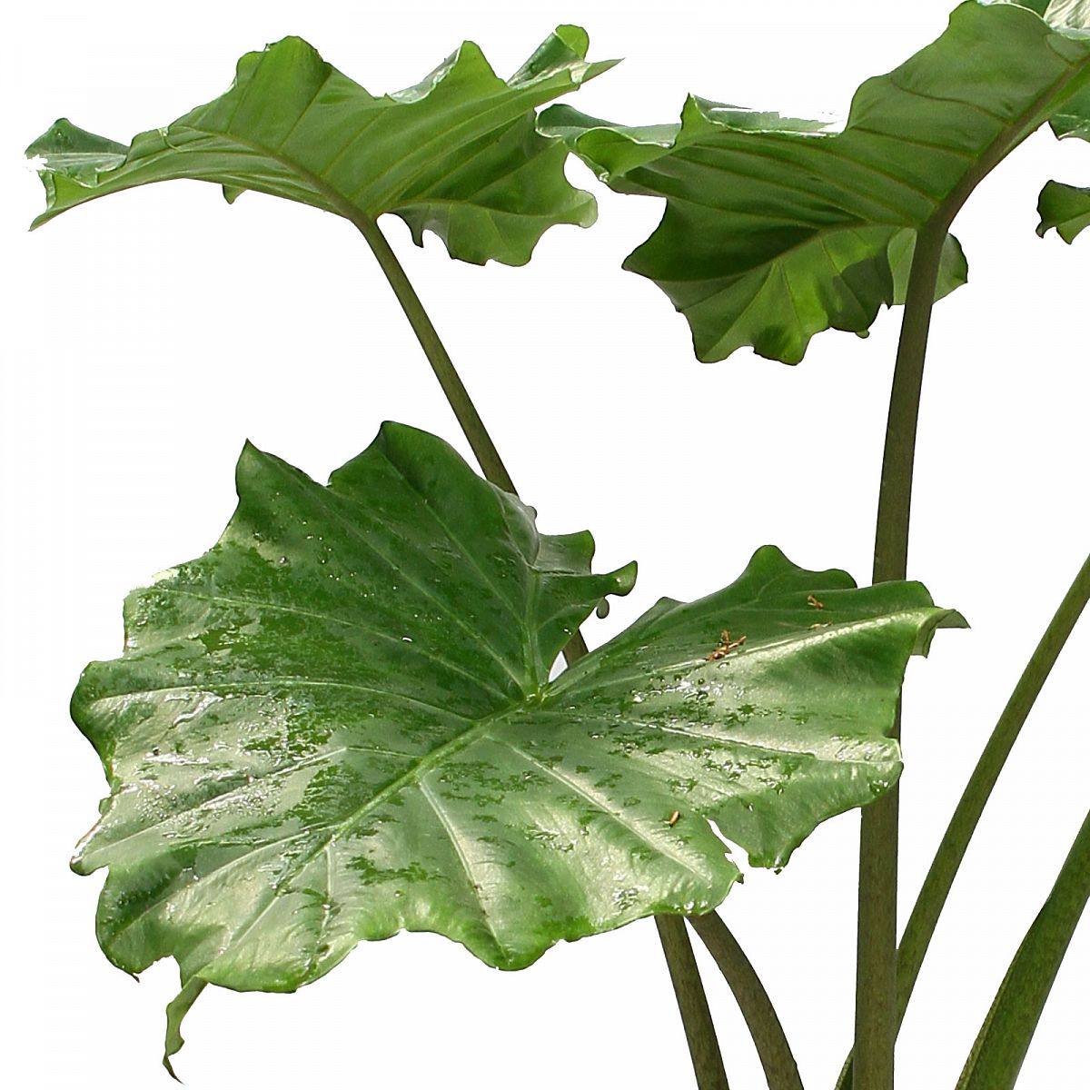Easy-Care Elephant Ear Alocasia 'Portodora' Indoor House Plants