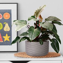 IDEALIST Lite Wave Style Table and Hanging Cylinder Round Plant Pot Dual Use Indoor Planter