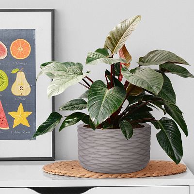 IDEALIST Lite Wave Style Table and Hanging Cylinder Round Plant Pot Dual Use Indoor Planter