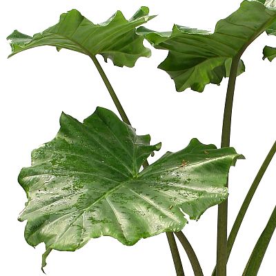 Easy-Care Elephant Ear Alocasia 'Portodora' Indoor House Plants