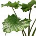 Easy-Care Elephant Ear Alocasia 'Portodora' Indoor House Plants
