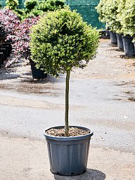 Cute Japanese Holly Ilex crenata 'Kinme' Outdoor Plants