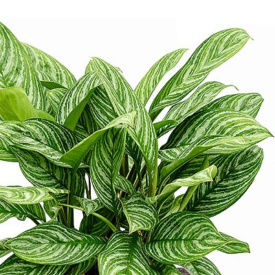Shade-loving Chinese Evergreen Aglaonema 'Stripes' Indoor House Plants