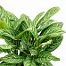 Shade-loving Chinese Evergreen Aglaonema 'Stripes' Indoor House Plants