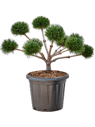 Pinus nigra 'Brepo'