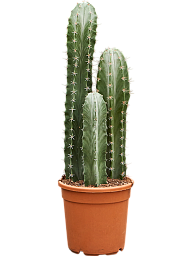 Easy-Care Gray Ghost Cactus Stenocereus pruinosus Indoor House Plants