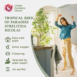Tropical Bird of Paradise Strelitzia nicolai Indoor House Plants