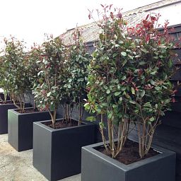 PURE Cube Outdoor Fiberglass Planter