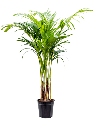 Lush Manila Palm Veitchia (Adonidia) merrillii (575-650) Indoor House Plants