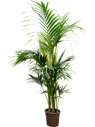 Lush Sentry Palm Kentia (Howea) forsteriana Indoor House Plants