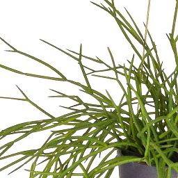 Hanging in Rusted Pot Artificial Grass Plant