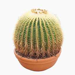 Photogenic Barrel Cactus Echinocactus grusonii Indoor House Plants