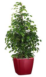 Ficus Benjamina Danielle in LECHUZA QUADRO LS Self-watering Planter, Total Height 120 cm