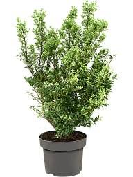 Cute Japanese Holly Ilex crenata 'Dark Green'