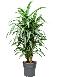 Easy-Care Corn Plant Dracaena fragrans 'Ulises' Tall Indoor House Plants Trees