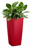Potted House Plant Aglaonema Stripes in LECHUZA CUBICO Scarlet Red Hig...