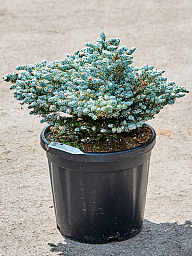 Lush Korean Fir Abies koreana 'Kohouts Icebreaker' Outdoor Plants