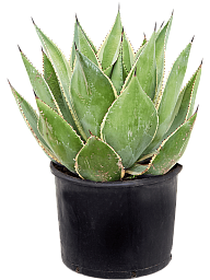Easy-Care Agave cernita 'Variegata' Indoor House Plants