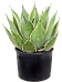 Easy-Care Agave cernita 'Variegata' Indoor House Plants