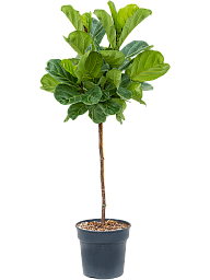 Lush Fiddle Leaf Fig Ficus lyrata Indoor House Plants